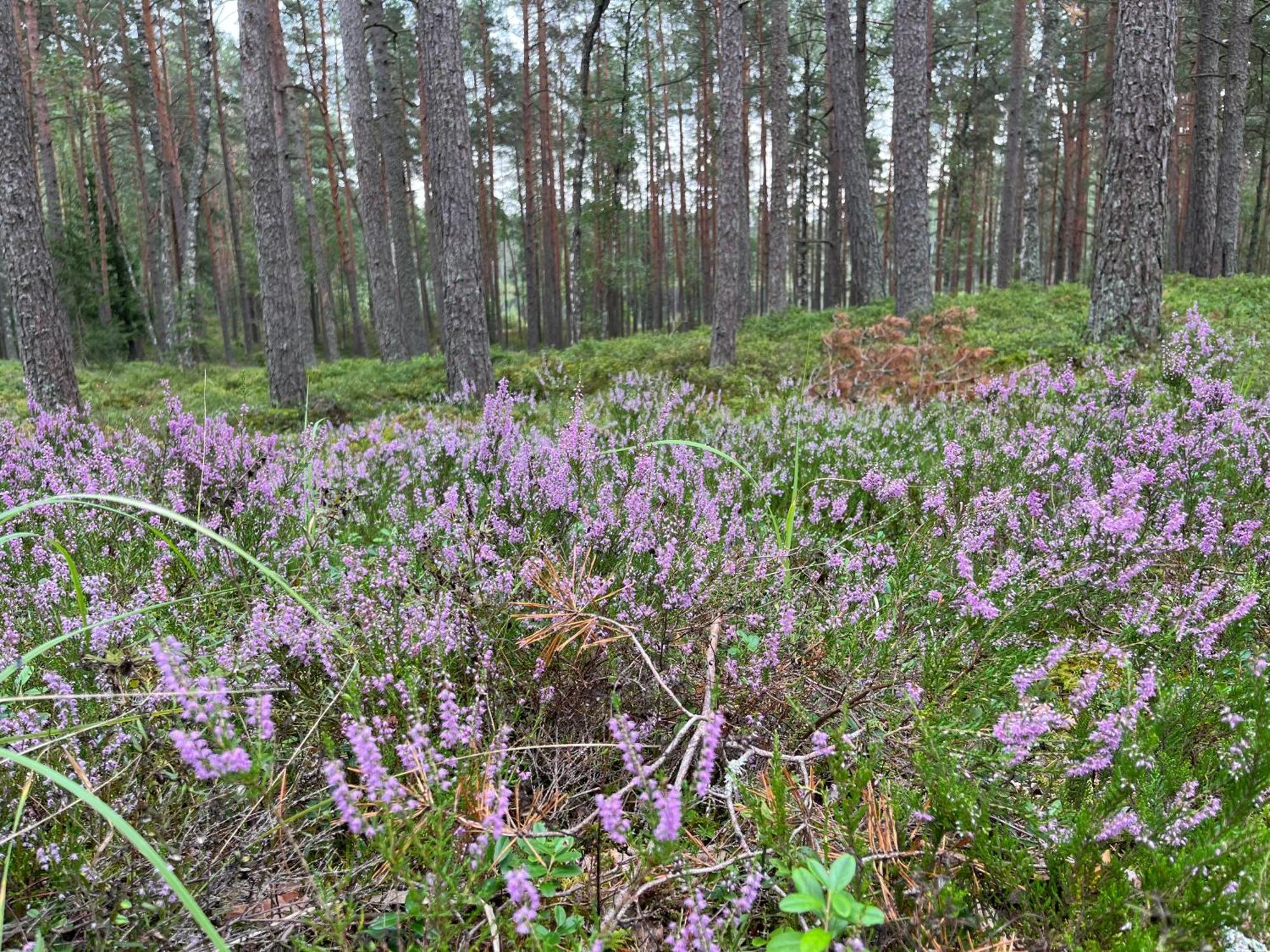 Auglu Ielas Pirts Maja Jurmala Exterior photo